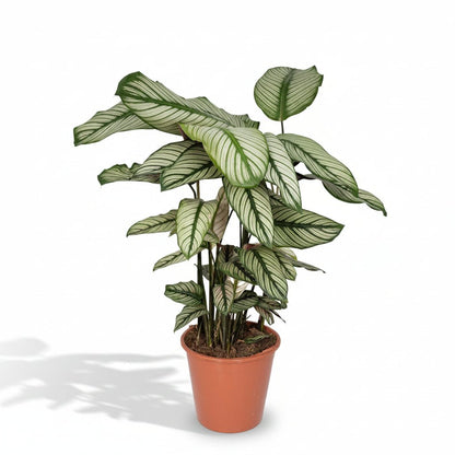 Calathea ornata &