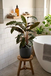 Calathea rufibarba (Calathea velours) — H55-60 cm | Pot Ø17 cm - Verdeia - 3