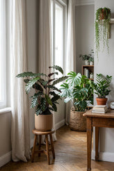 Calathea rufibarba (Calathea velours) — H55-60 cm | Pot Ø17 cm - Verdeia - 4