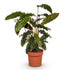 Calathea rufibarba (Calathea velours) — H55-60 cm | Pot Ø17 cm - Verdeia - 1