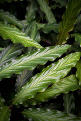 Calathea rufibarba (Calathea velours) — H55-60 cm | Pot Ø17 cm - Verdeia - 2
