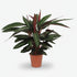 Calathea Stripestar — Ø17 cm — H65 cm - Verdeia - 1