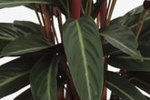 Calathea Stripestar — Ø17 cm — H65 cm - Verdeia - 2