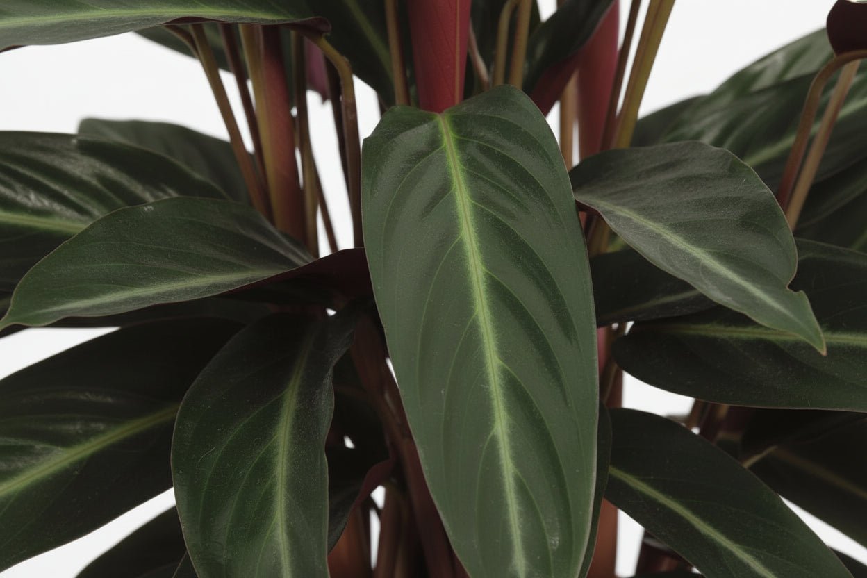 Calathea Stripestar — Ø17 cm — H65 cm - Verdeia - 2