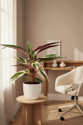 Calathea Triostar H70 cm | Květináč Ø19 cm - Verdeia - 3