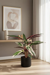 Calathea Triostar H70 cm | Květináč Ø19 cm - Verdeia - 4