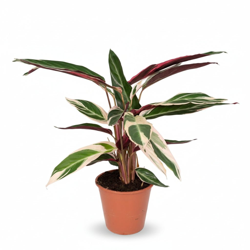Calathea Triostar H70 cm | Květináč Ø19 cm - Verdeia - 1