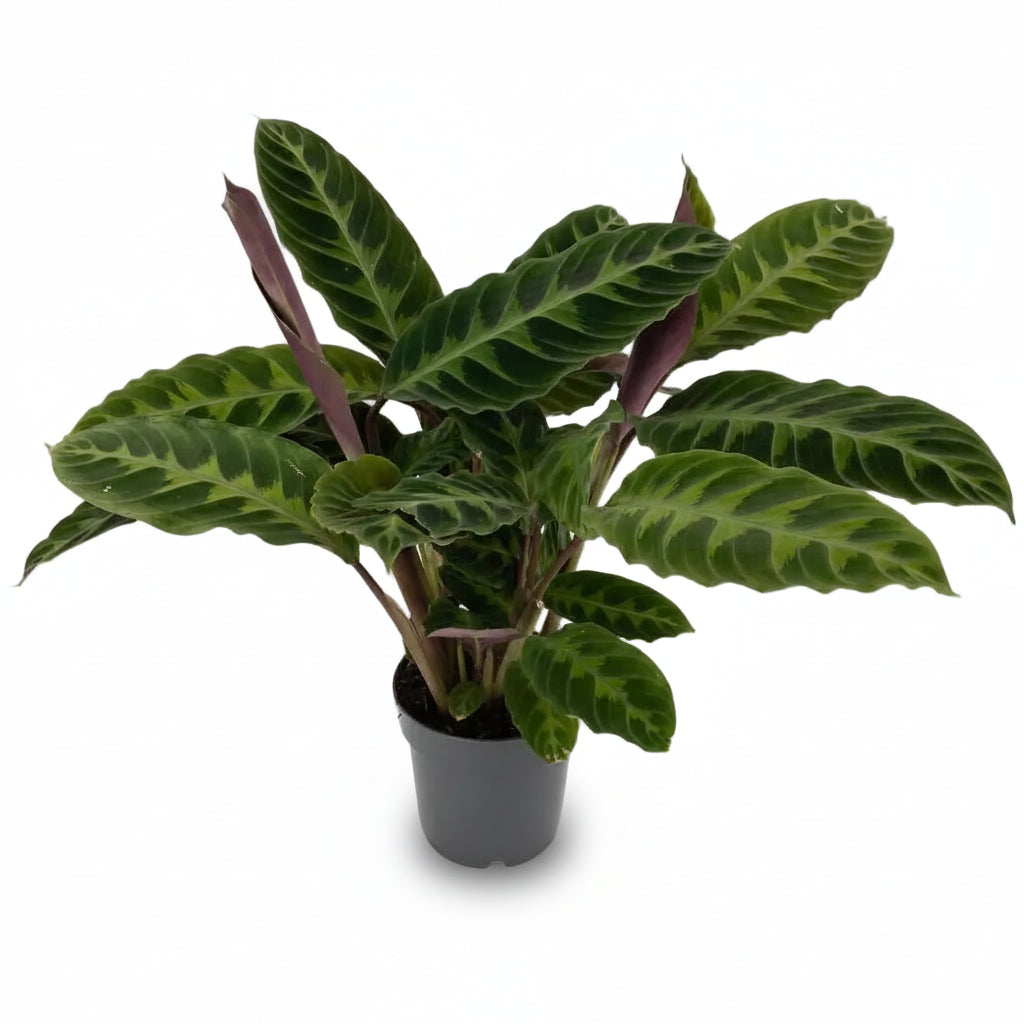 Calathea warscewiczii (Fløjlsblød påfugleplante) - Verdeia - 6