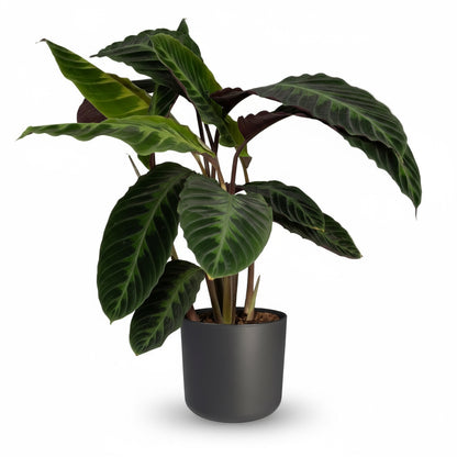 Calathea warscewiczii – Plante paon veloutée - Verdeia