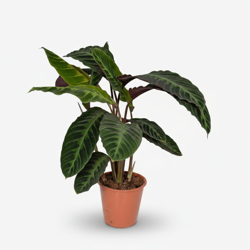 Calathea Warscewiczii — Planta paó vellutada — Ø19 cm — H70 cm - Verdeia - 1