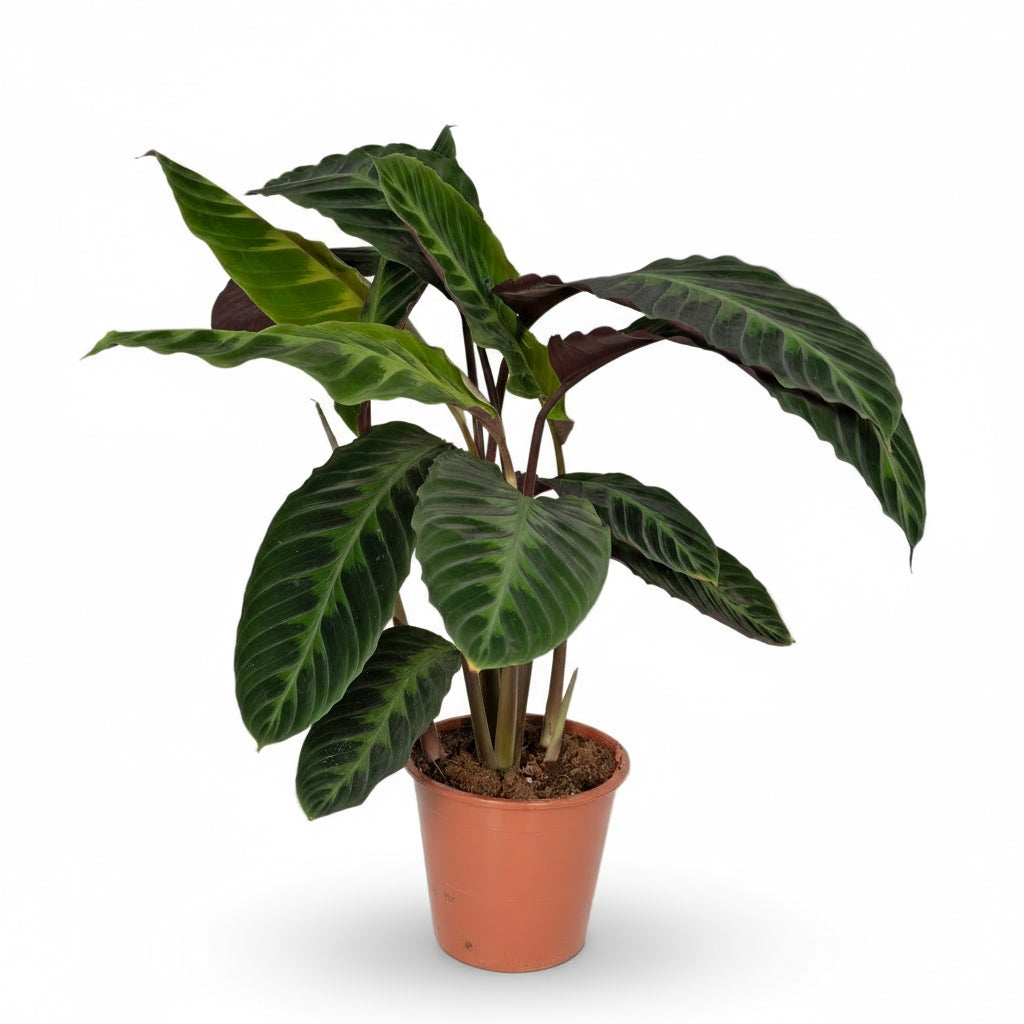 Calathea warscewiczii – Plante paon veloutée - Verdeia