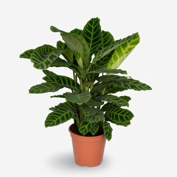 Calathea zebrina – XXL samtig gestreiftes Laub