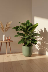 Calathea zebrina (Plante zébrée) - H80 cm | Pot Ø19 cm - Verdeia - 3