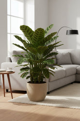 Calathea zebrina (Plante zébrée) - H80 cm | Pot Ø19 cm - Verdeia - 4