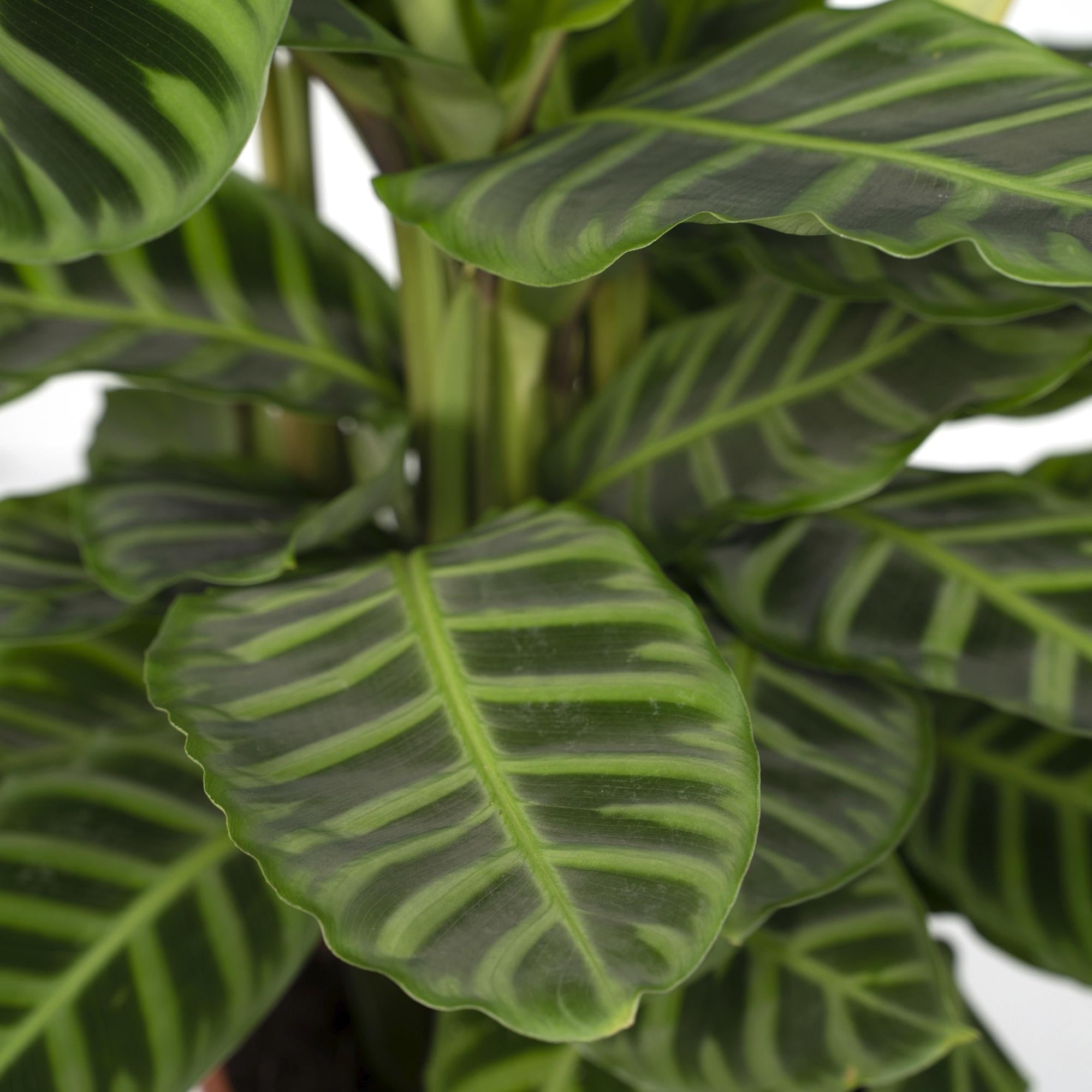 Calathea zebrina (Plante zébrée) - H80 cm | Pot Ø19 cm - Verdeia - 2