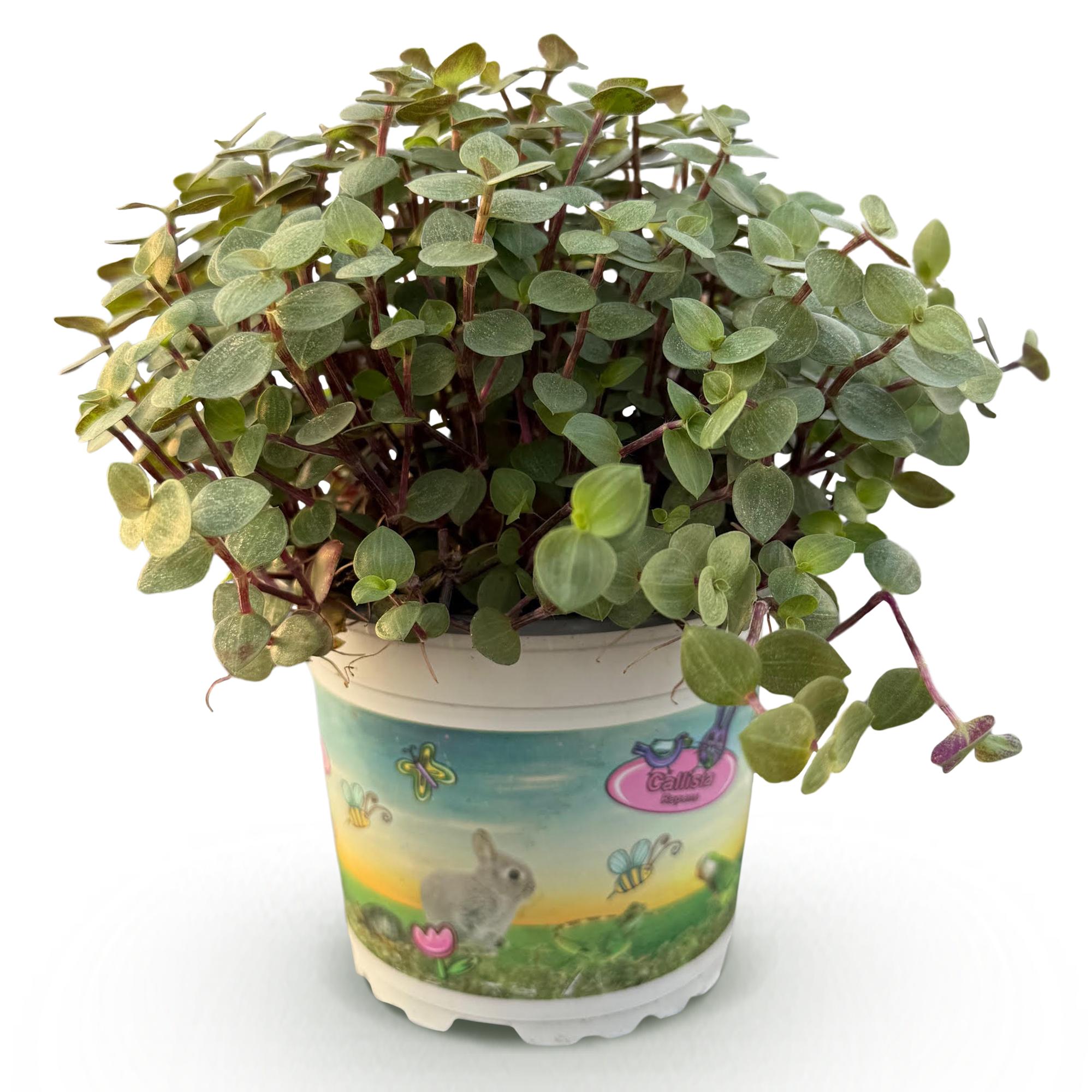Callisia repens panaché (roślina żółwik) — H14 cm | Doniczka Ø12 cm - Verdeia - 1