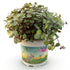 Callisia repens panaché (roślina żółwik) — H14 cm | Doniczka Ø12 cm - Verdeia - 1