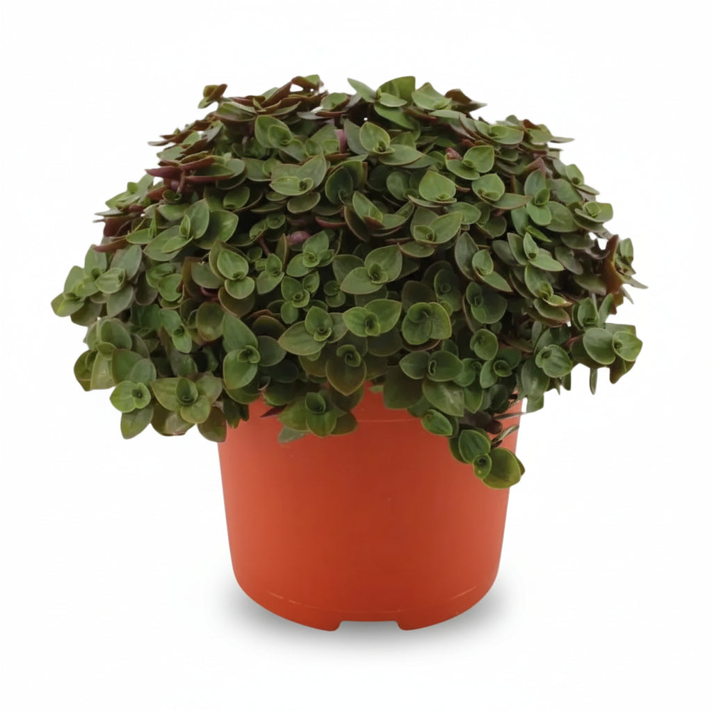 Callisia Repens &