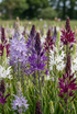 Camassie de Leichtlin en mélange (Camassia leichtlinii) — Bulbes calibre 12/14 - Verdeia - 1