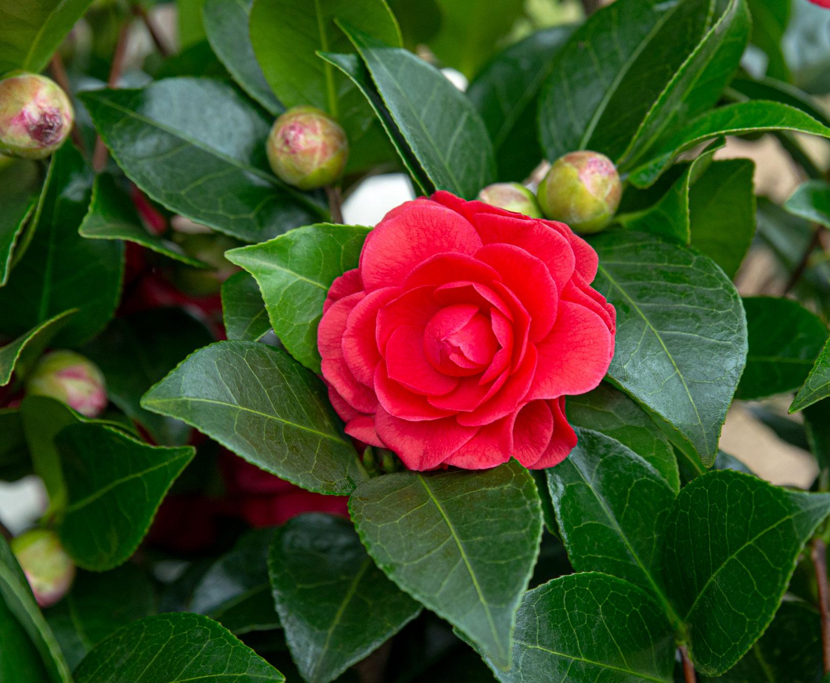 Camellia japonica ‘Black Lace’ – Ø19cm ↨65cm - Verdeia