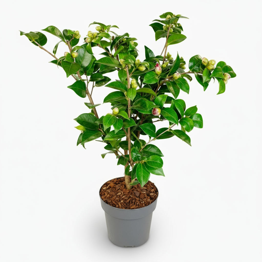 Camellia japonica ‘Black Lace’ – D19 x A65 cm - Verdeia - 2