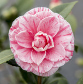 Camellia japonica ‘Bonomiana’ – D19 x A65cm - Verdeia - 1