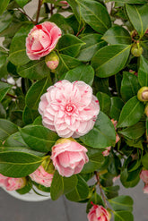 Camellia japonica ‘Bonomiana’ – D19 x A65cm - Verdeia - 5