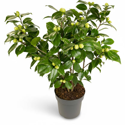 Camellia japonica ‘Bonomiana’ – Ø19cm – 65cm - Verdeia