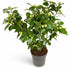 Camellia japonica ‘Bonomiana’ – Ø19cm – 65cm - Verdeia