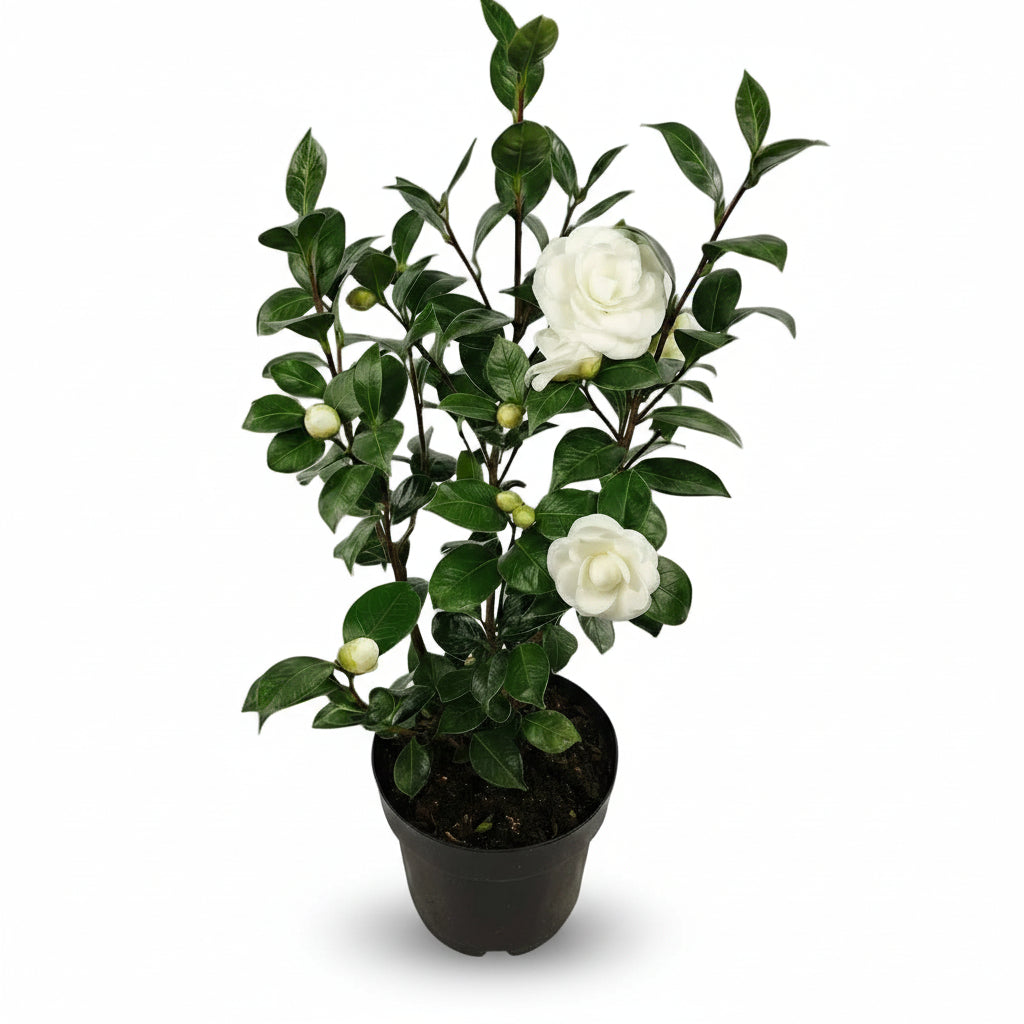 Camellia japonica 'Nuccio's Gem' — White Camellia
