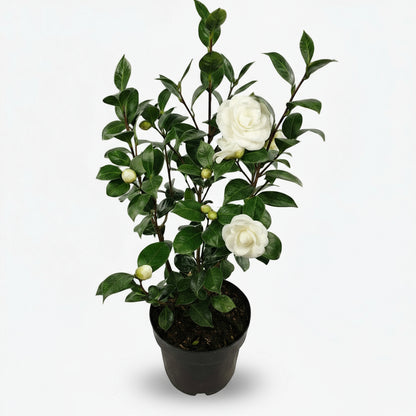 Camellia japonica ‘Nuccio’s Gem’ – Camélia blanc - Ø19cm - ↕65cm - Verdeia