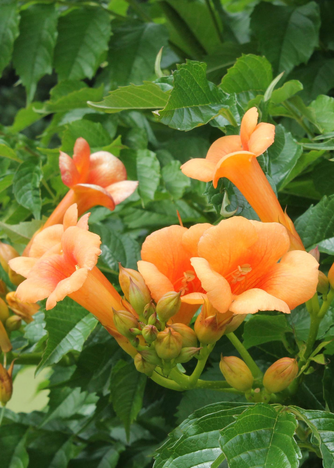 Campsis Indian Summer — Bignonia de flores naranjas — Ø15 cm — H65 cm - Verdeia - 1