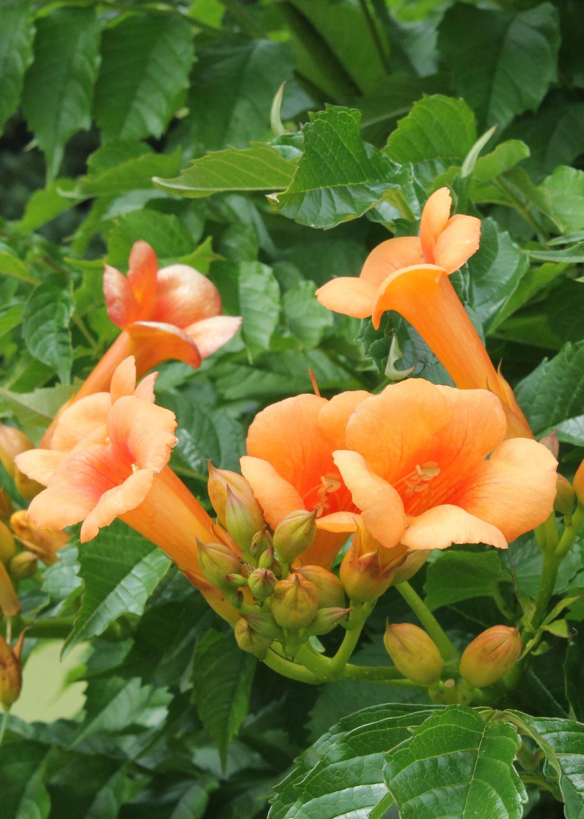 Pla detall de les flors del Campsis Indian Summer Bignone amb flors taronja