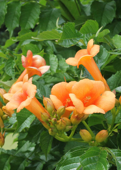 Campsis Indian Summer — Bignonia de flores naranjas — Ø15 cm — H65 cm - Verdeia - 1