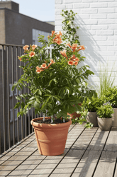 Campsis Indian Summer — Bignonia de flores naranjas — Ø15 cm — H65 cm - Verdeia - 3