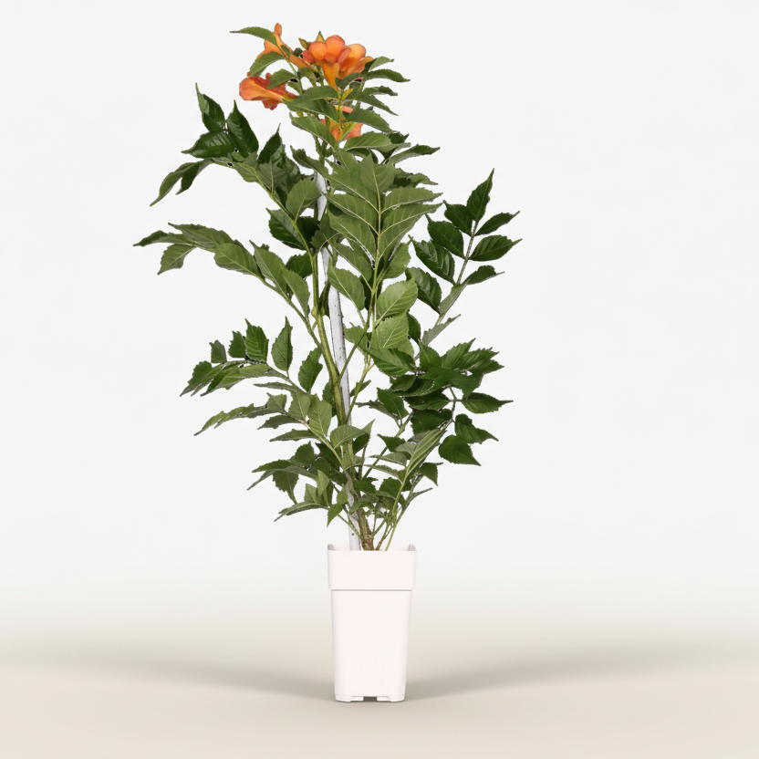 Campsis Indian Summer Bignone amb flors taronja sobre fons blanc en la seva test de cultiu