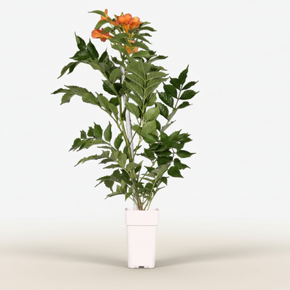 Campsis Indian Summer — Bignonia de flores naranjas — Ø15 cm — H65 cm - Verdeia - 2