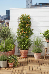 Campsis Indian Summer — Bignonia de flores naranjas — Ø15 cm — H65 cm - Verdeia - 5