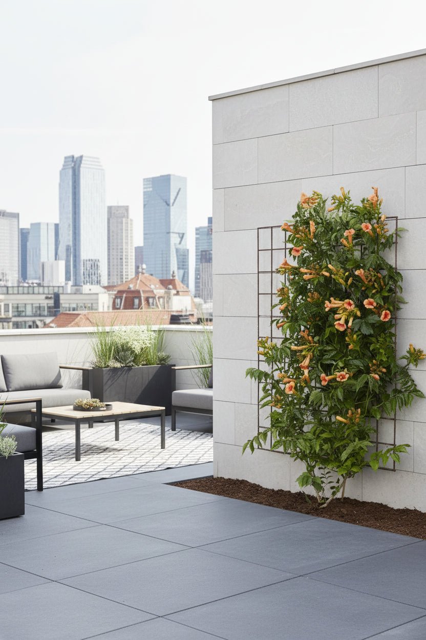 Campsis Indian Summer — Bignonia de flores naranjas — Ø15 cm — H65 cm - Verdeia - 4