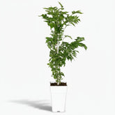 Campsis ‘Pink Panther’ — Bignonia rosa trompeta - Verdeia - 1