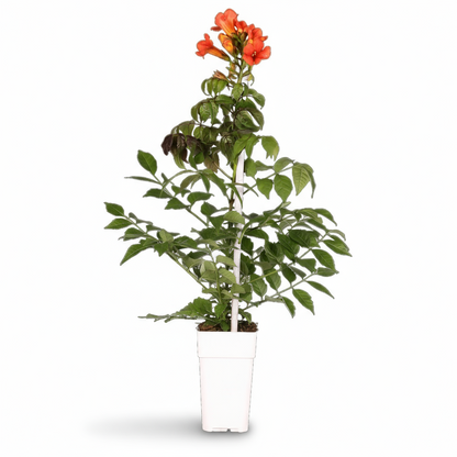 Campsis Summer Jazz Fire Trumpet – Trompette de Virginie rouge compacte – D19cm x H70cm - Verdeia