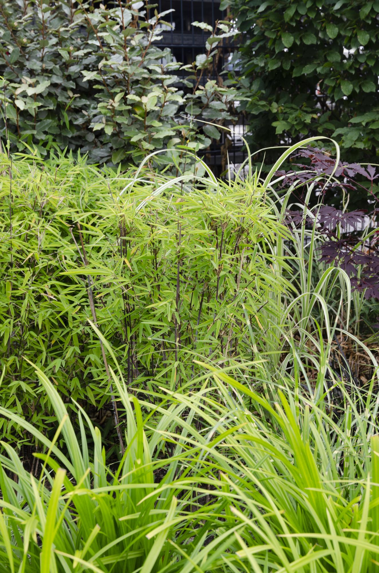 Carex ‘Irish Green’ – Herbe ornementale persistante - Verdeia