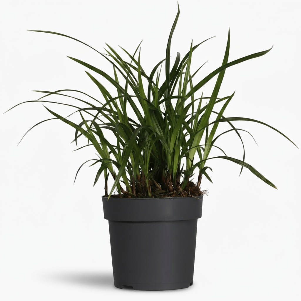 Carex ‘Irish Green’ – Herbe ornementale persistante - Verdeia