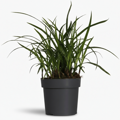 Carex ‘Irish Green’ – Herbe ornementale persistante - Verdeia