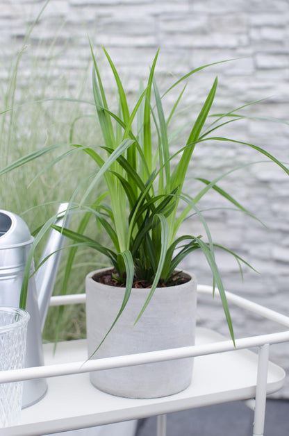 Carex ‘Irish Green’ – Herbe ornementale persistante - Verdeia