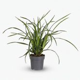 Carex ‘Irish Green’ – Hierba ornamental perenne - Verdeia - 1