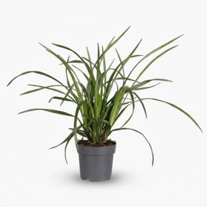 Carex ‘Irish Green’ – Herbe ornementale persistante - Verdeia