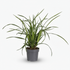 Carex ‘Irish Green’ – Herbe ornementale persistante - Verdeia