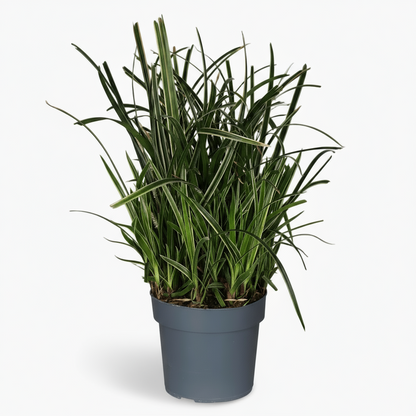 Carex morrowii ‘Ice Dance’ – Herbe du Japon panachée - Verdeia