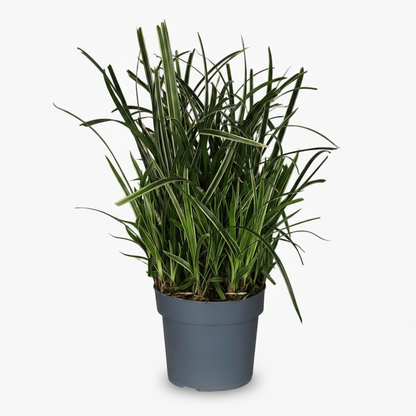 Carex morrowii ‘Ice Dance’ – Herbe du Japon panachée - Verdeia